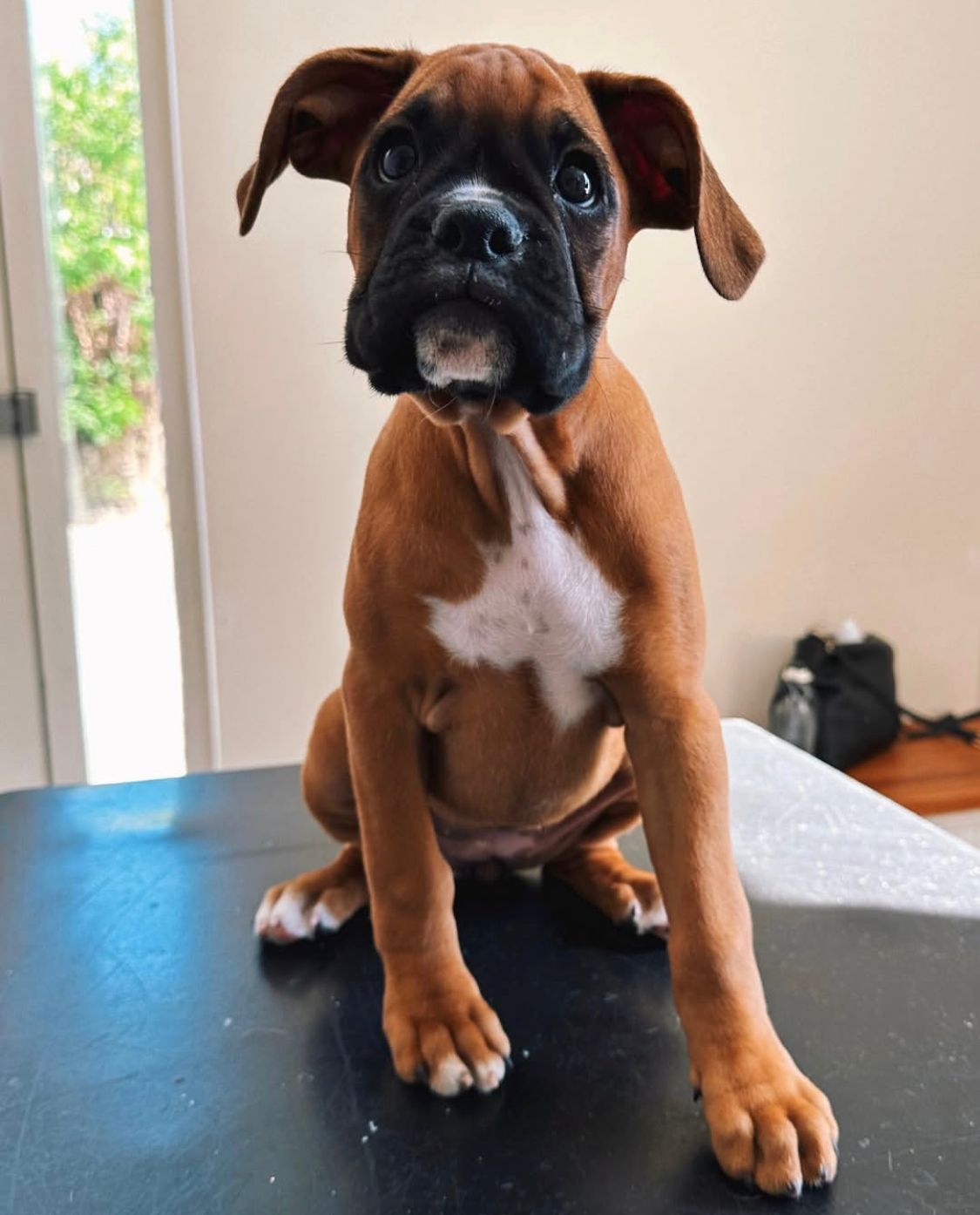 Boxer - Belle 12 weeks old Female
