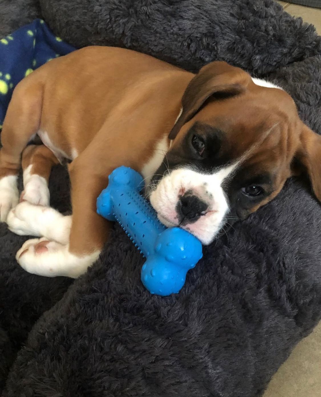 Boxer - Cody 11 weeks old Male