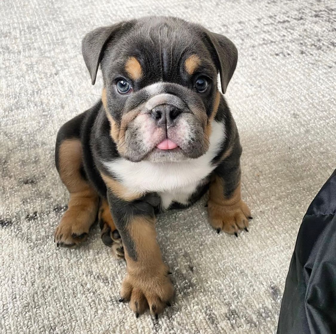 English Bulldog - Franki 11 weeks old Female
