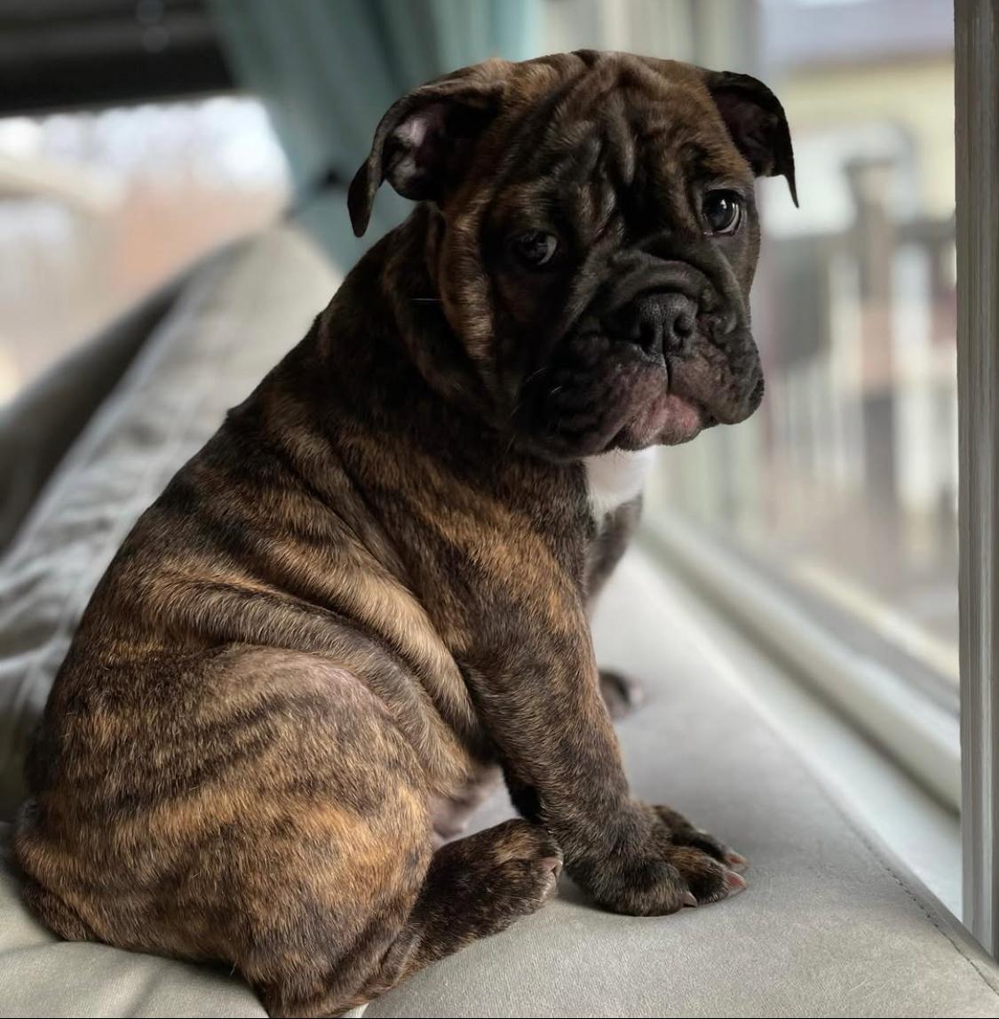 English Bulldog - Rosie 11 weeks old Female