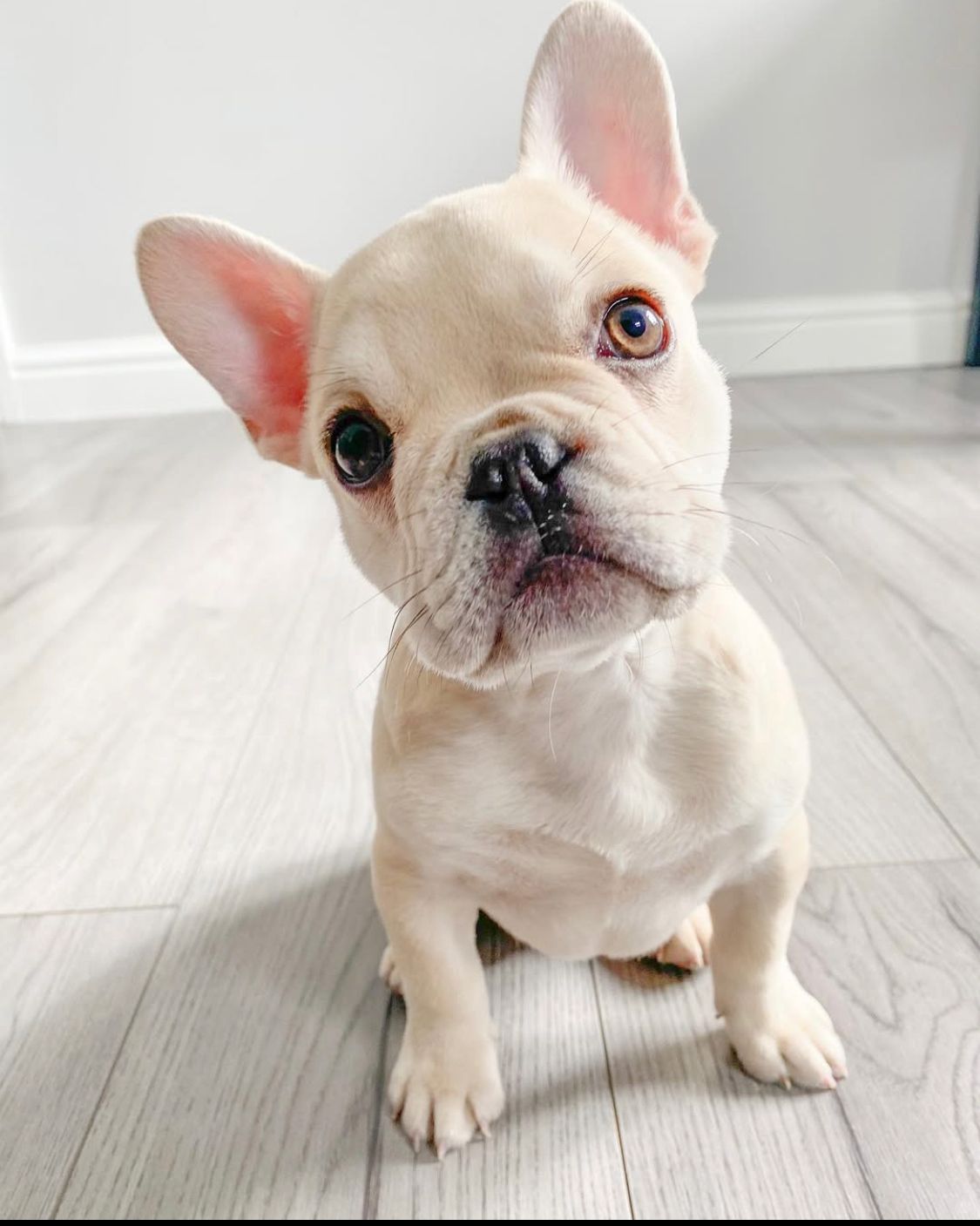 French Bulldog - Boss 11 weeks old Male