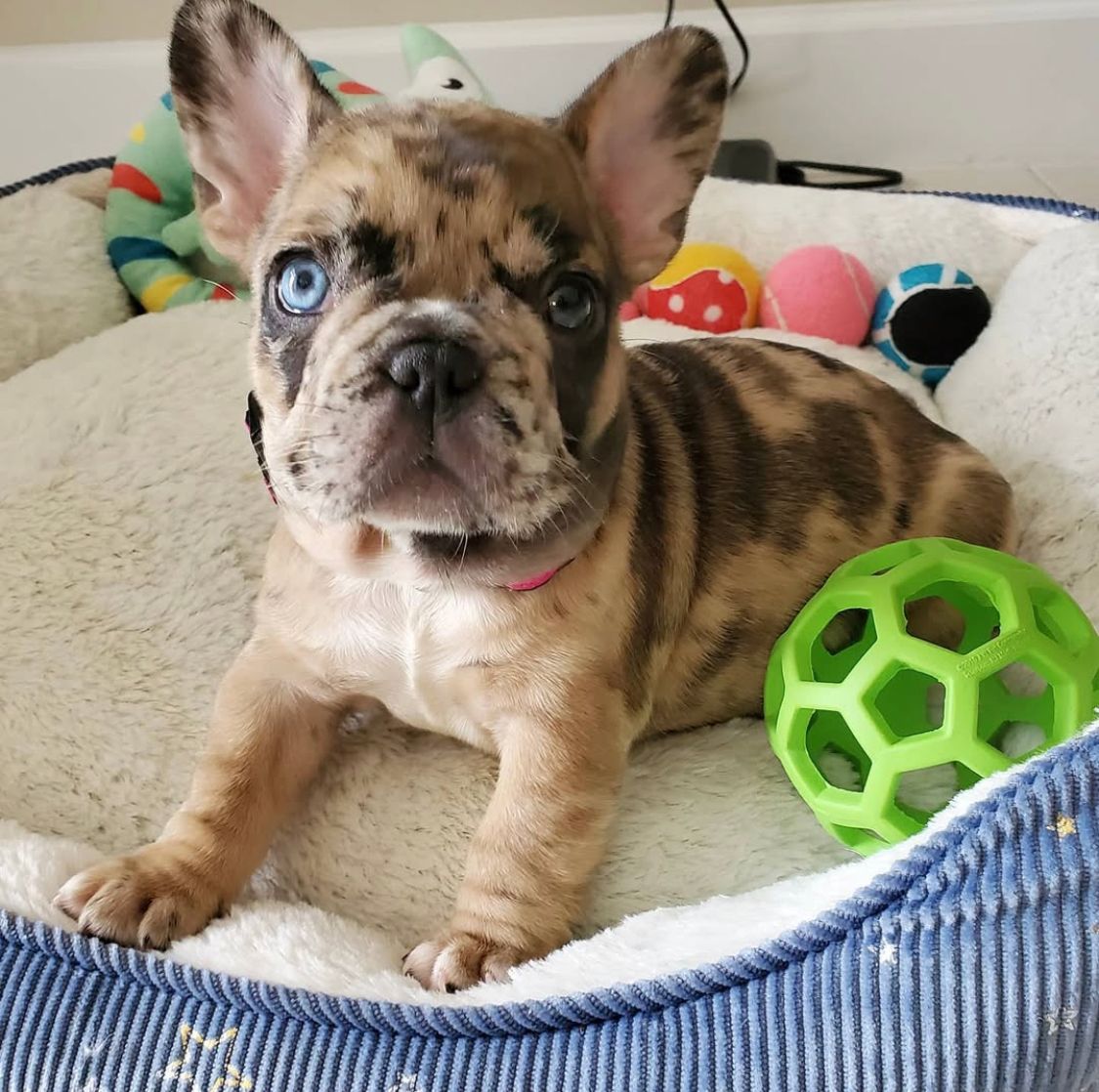 French Bulldog - Denali 11 weeks old Female