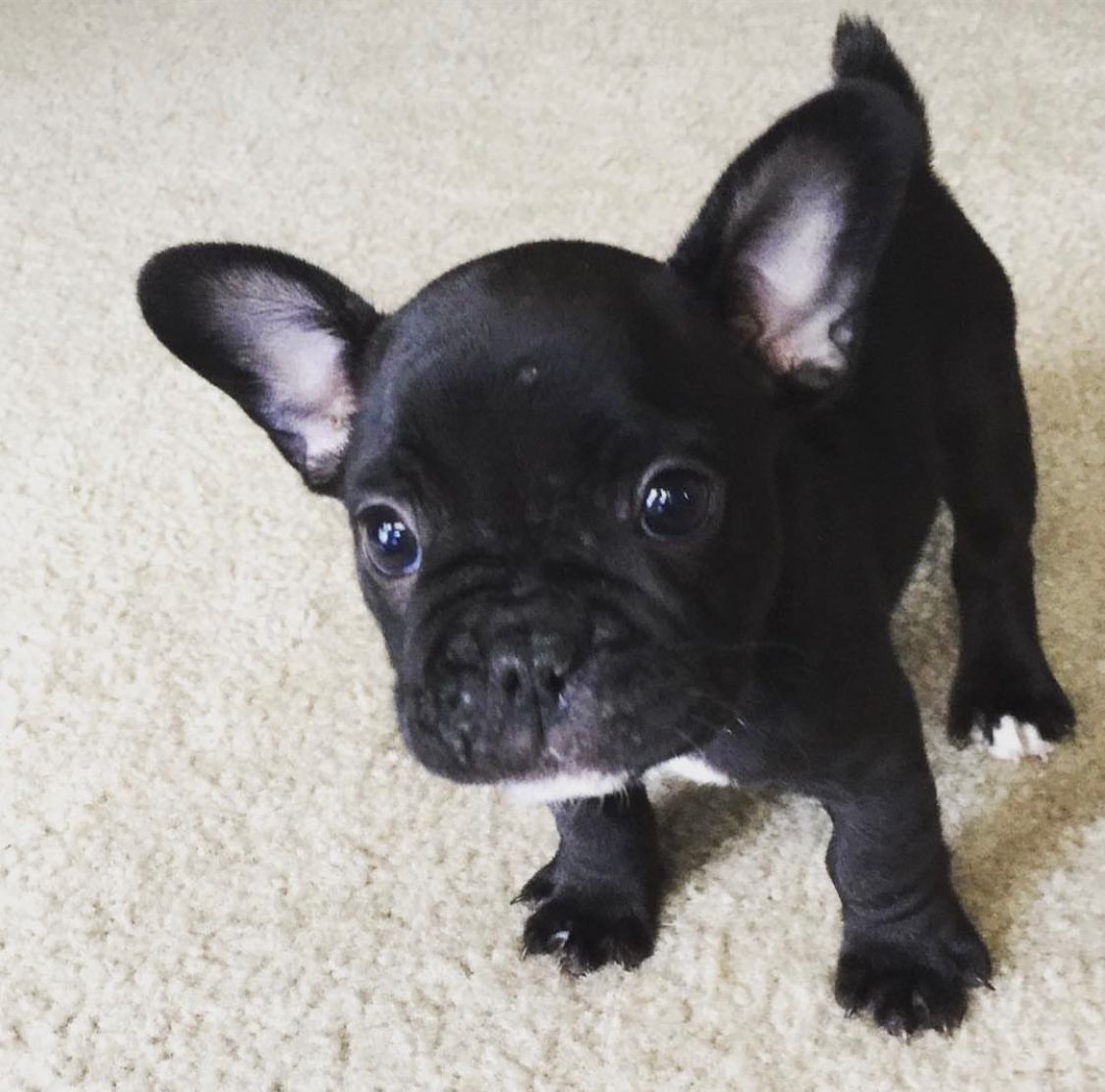 French Bulldog - Dozer 10 weeks old Female