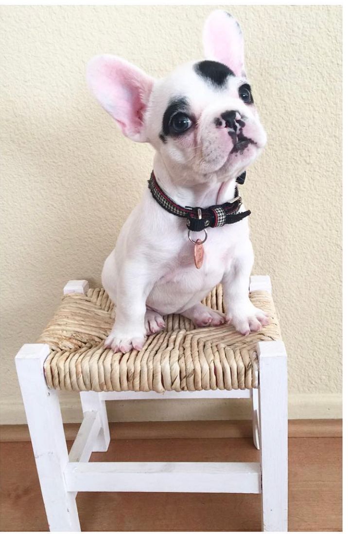 French Bulldog - Fiona 10 weeks old Female