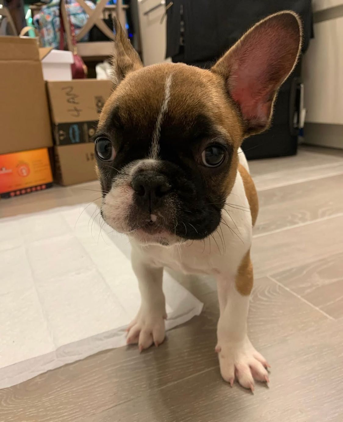 French Bulldog - Henry 10 weeks old Male