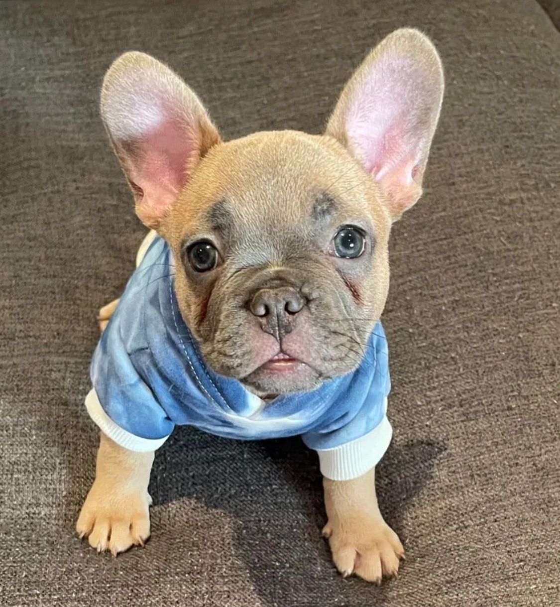 French Bulldog - Hunter 11 weeks old Female