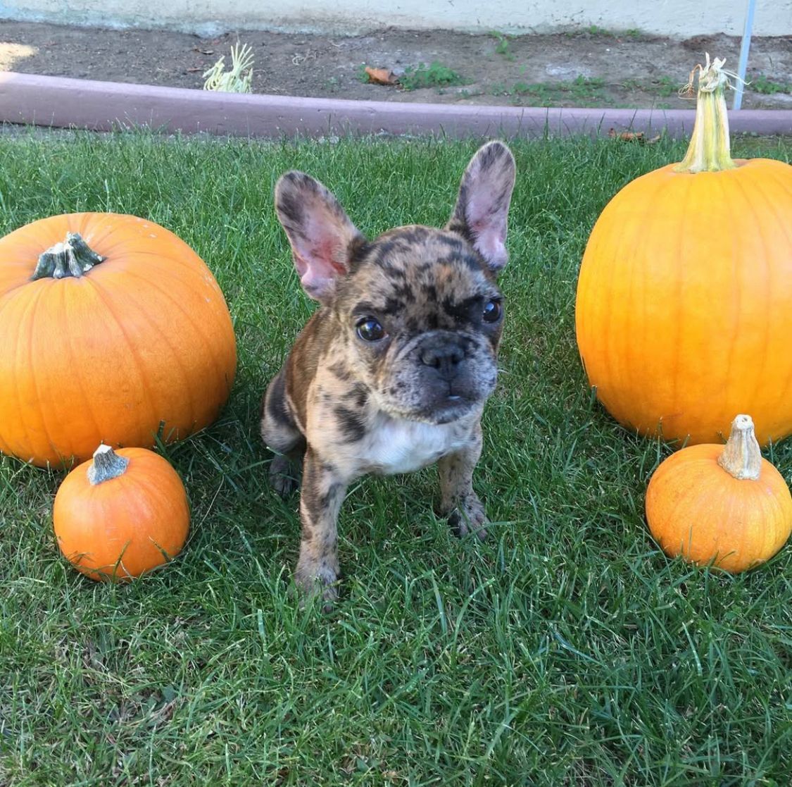 French Bulldog - Kala 11 weeks old Female