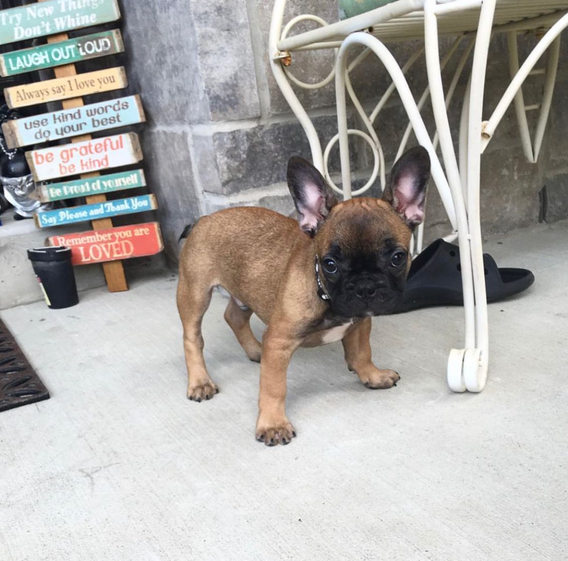 French Bulldog - Stitch 10 weeks old Male