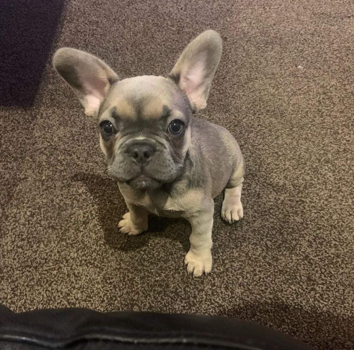 French Bulldog - Xena 10 weeks old Female