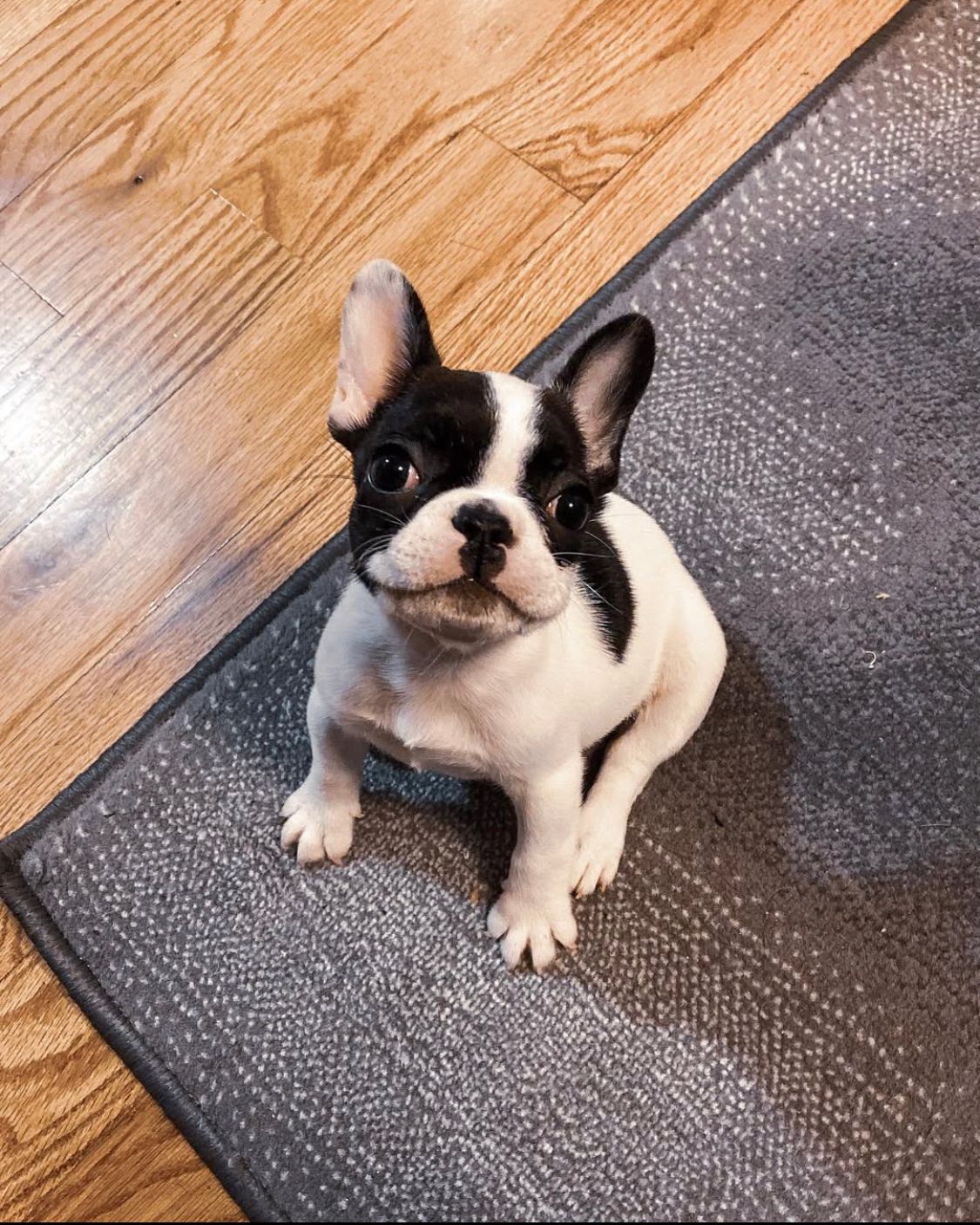 French Bulldog - Zoey 10 weeks old Female