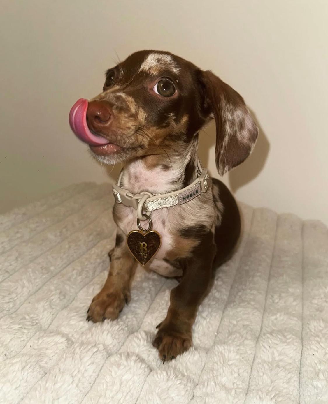 Mini Dachshund - Bruno 11 weeks old Male