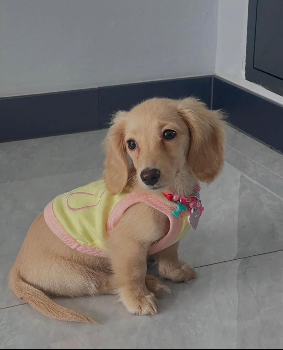 Mini Dachshund - Butter 11 weeks old Female