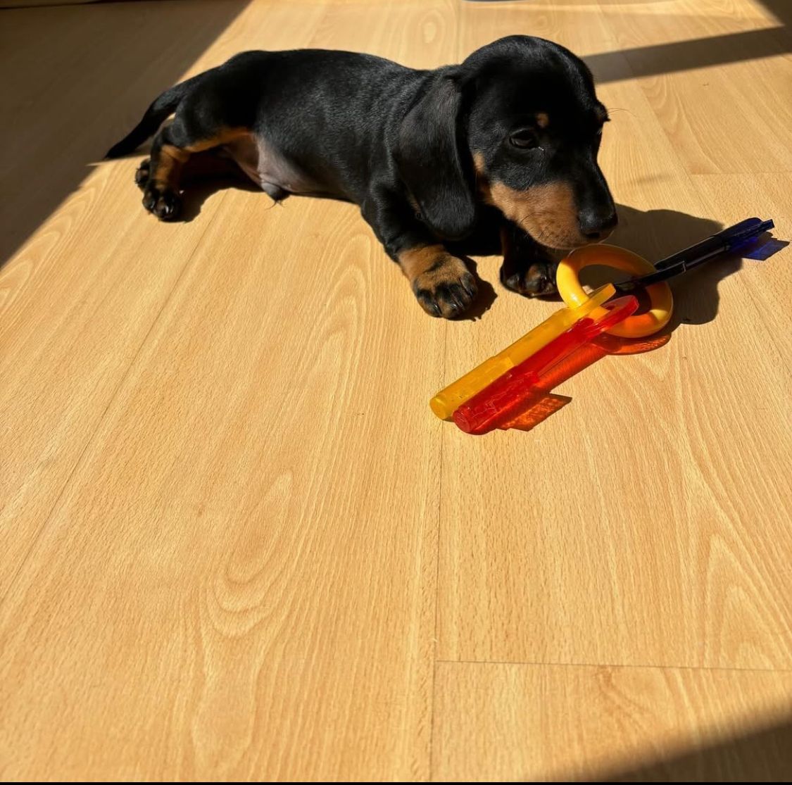 Mini Dachshund - Rolo 11 weeks old Male