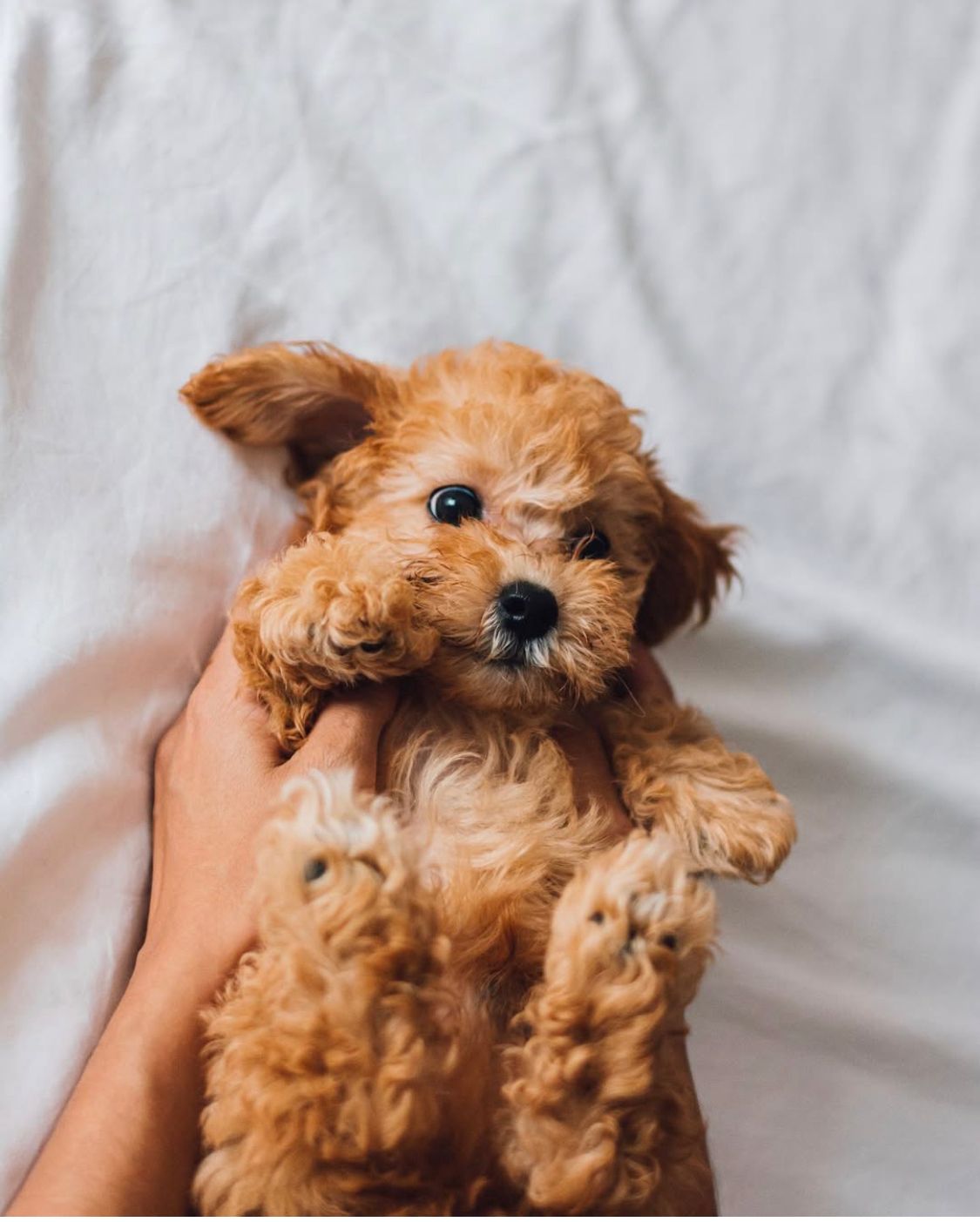 Poodle - Ginto 10 weeks old Male